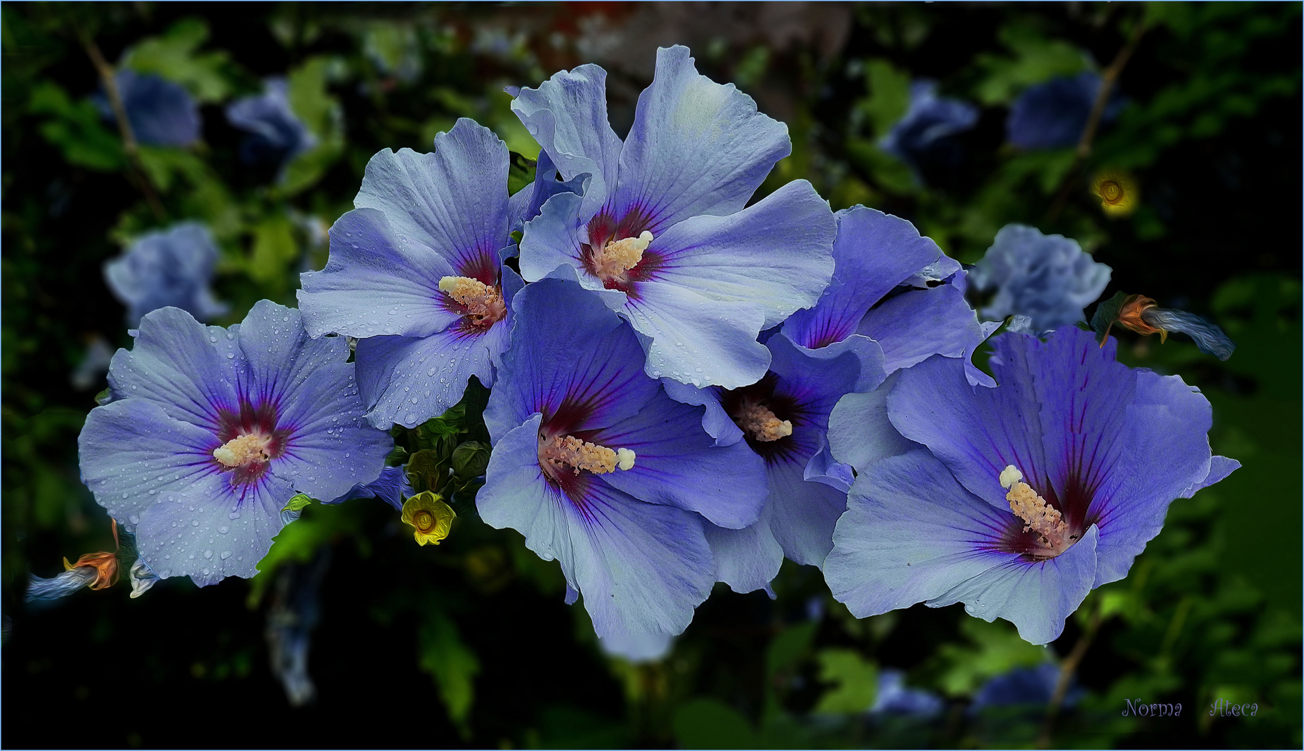 Blaue Hibiskus  