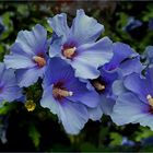 Blaue Hibiskus  