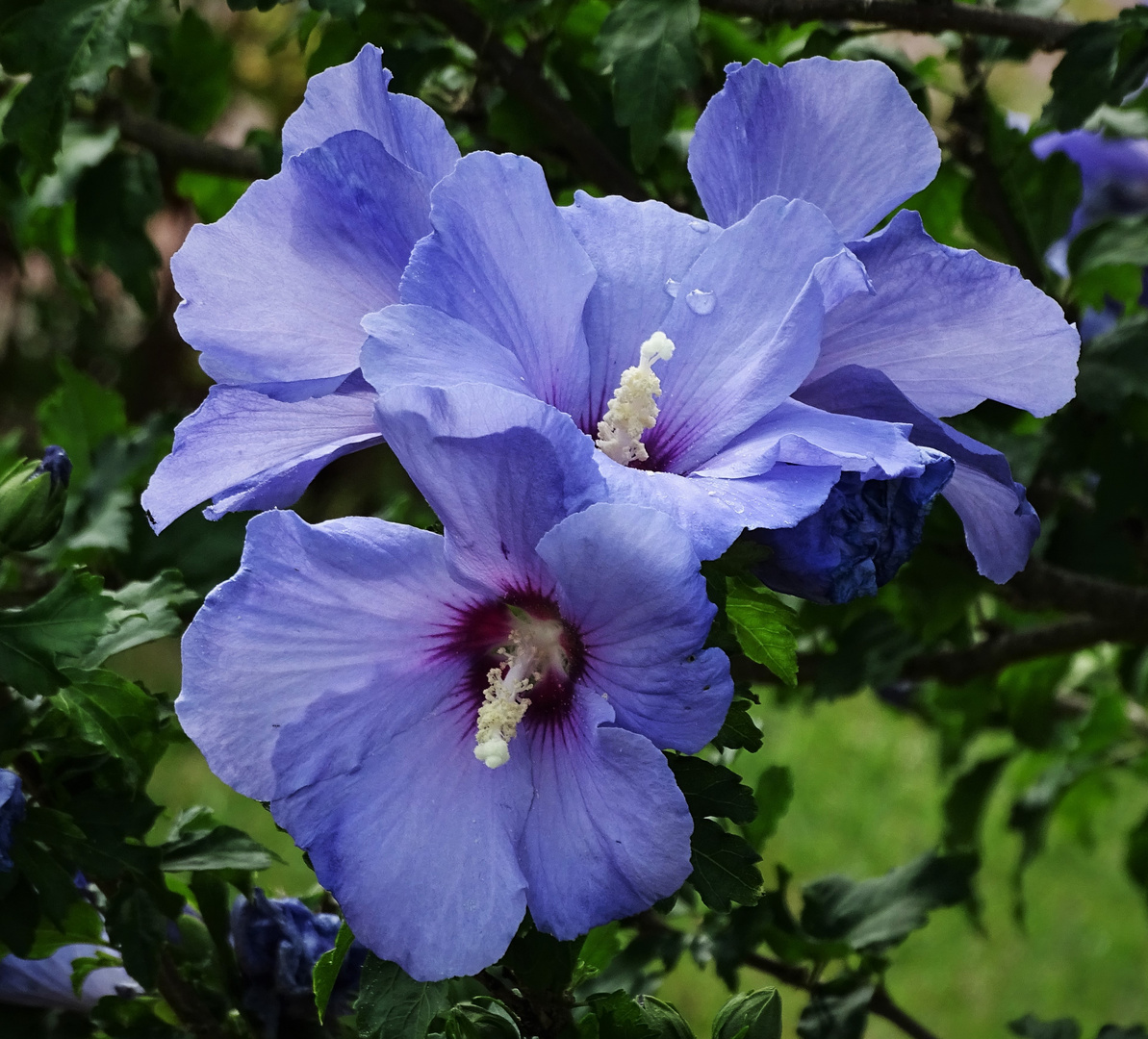 blaue Hibiskusbüten