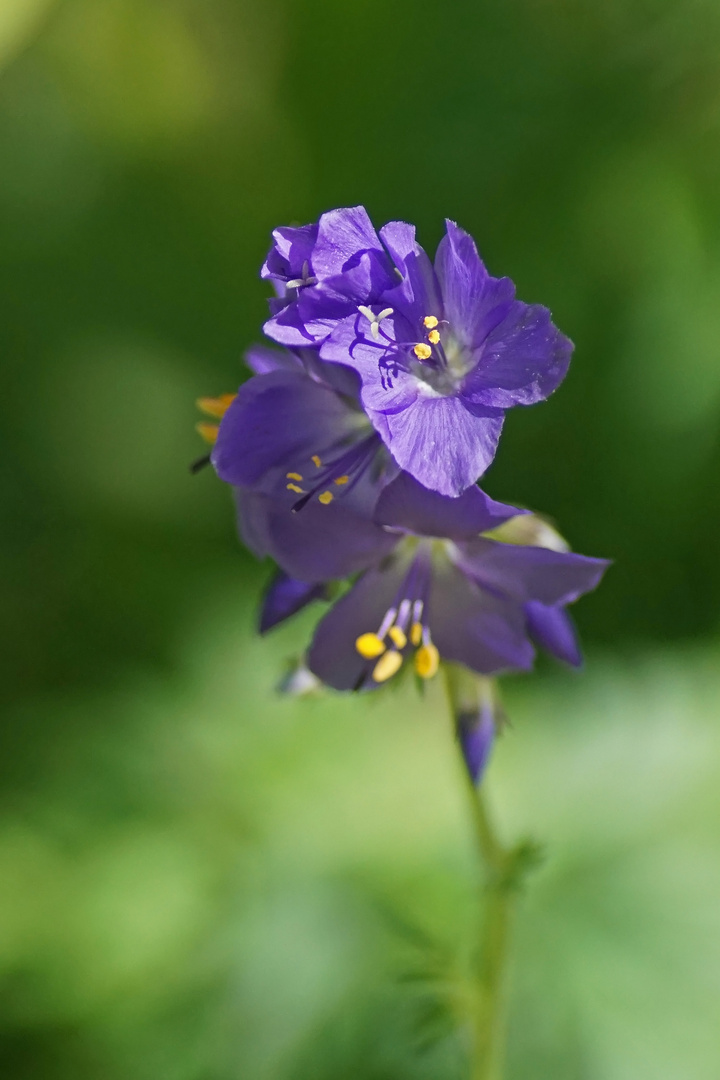 Blaue Himmelsleiter (Polemonium caeruleum)