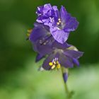 Blaue Himmelsleiter (Polemonium caeruleum)