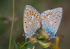 blaue hochzeit