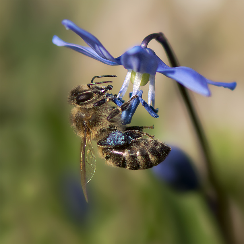 Blaue "Höschen"