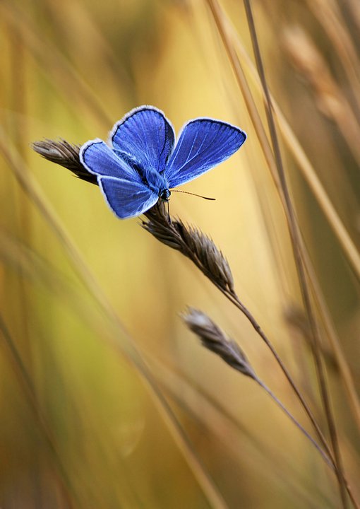 Blaue Hoffnung