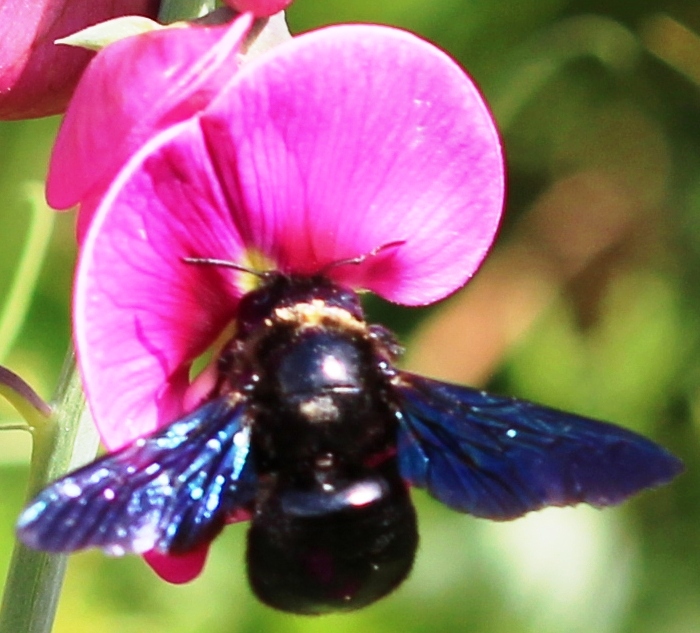 Blaue Holzbie (Xylocopa violacia)