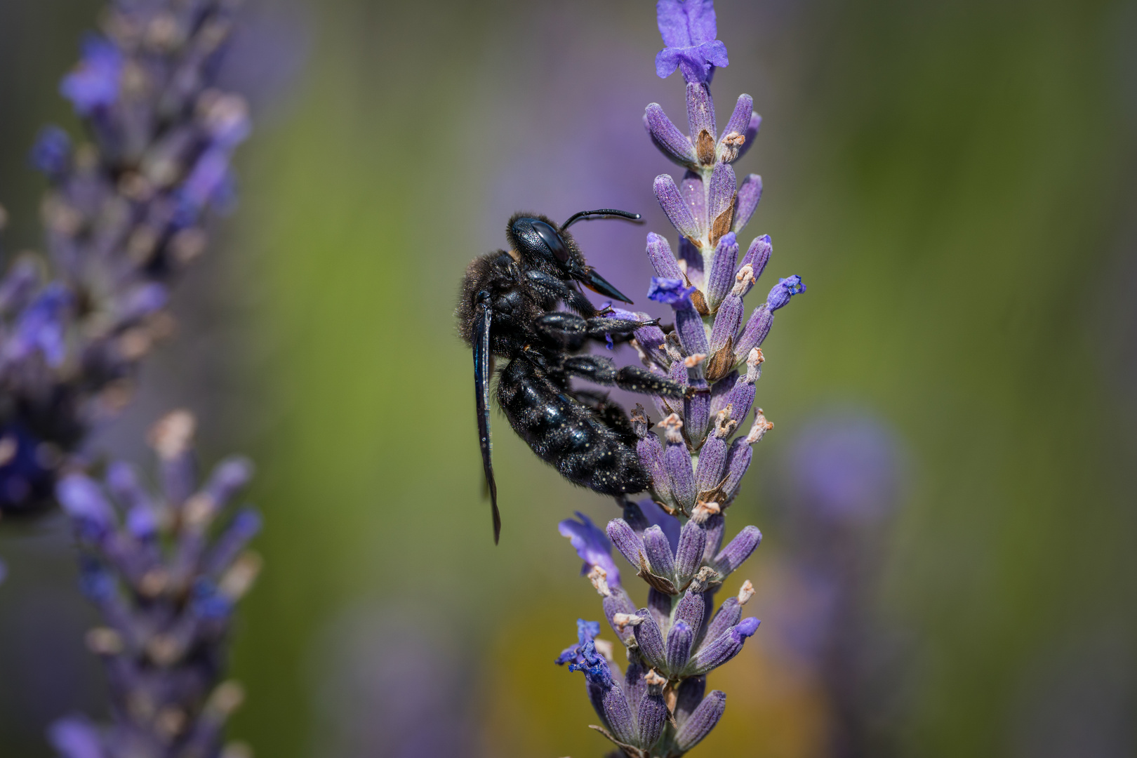 Blaue Holzbiene