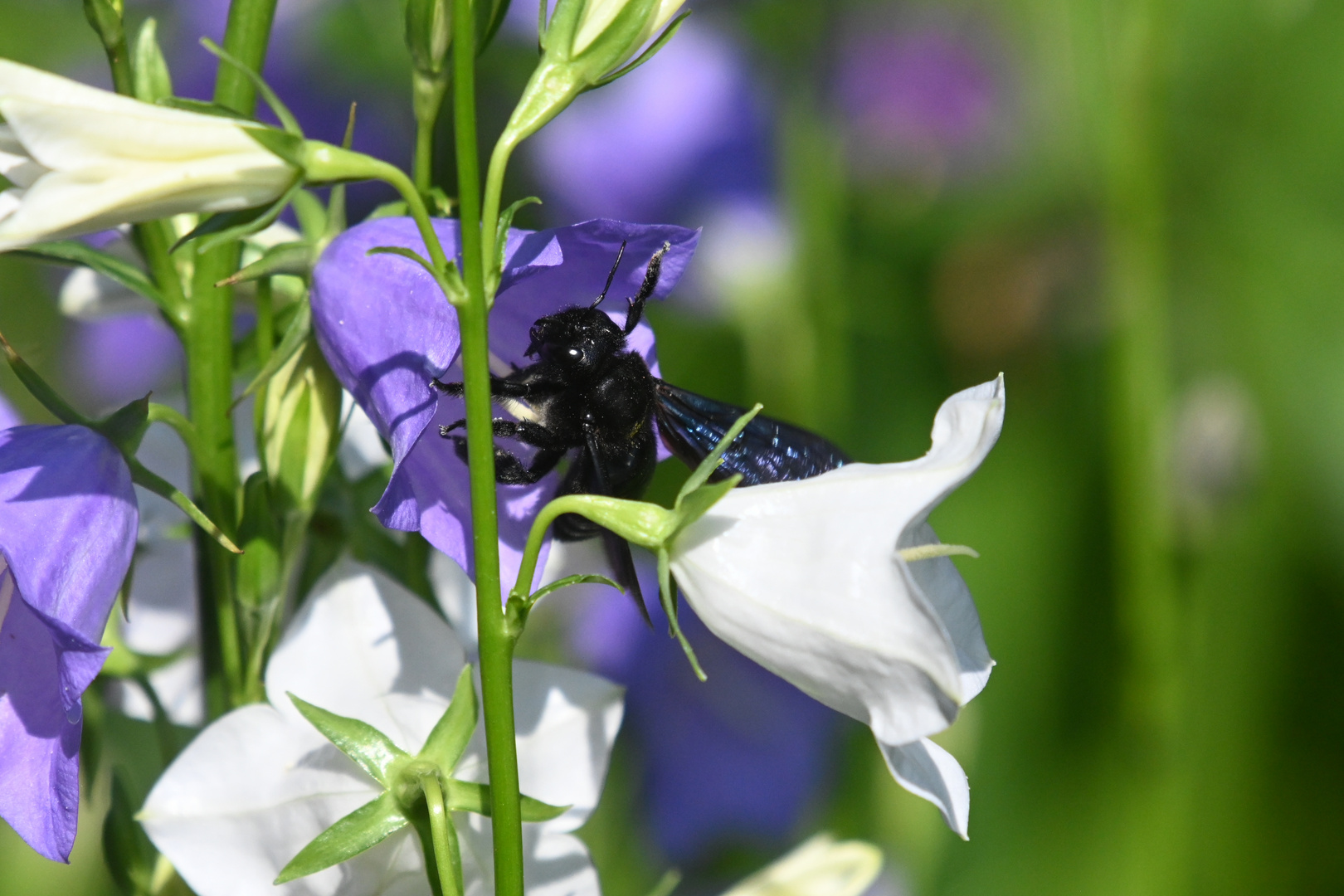 Blaue Holzbiene