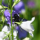 Blaue Holzbiene