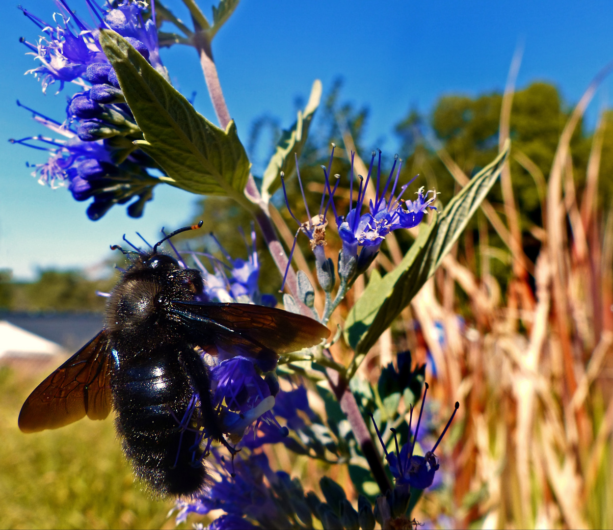 Blaue Holzbiene