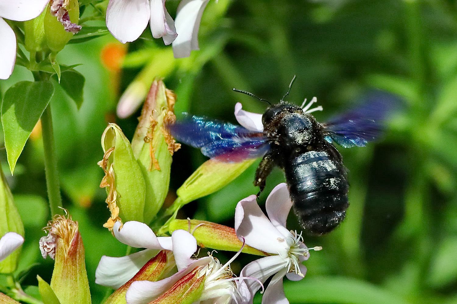 Blaue Holzbiene