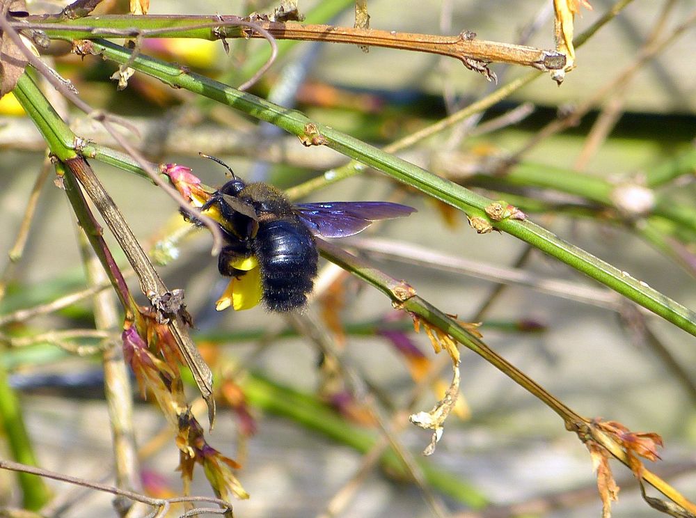 Blaue Holzbiene