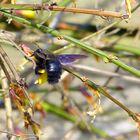 Blaue Holzbiene