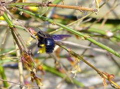 Blaue Holzbiene