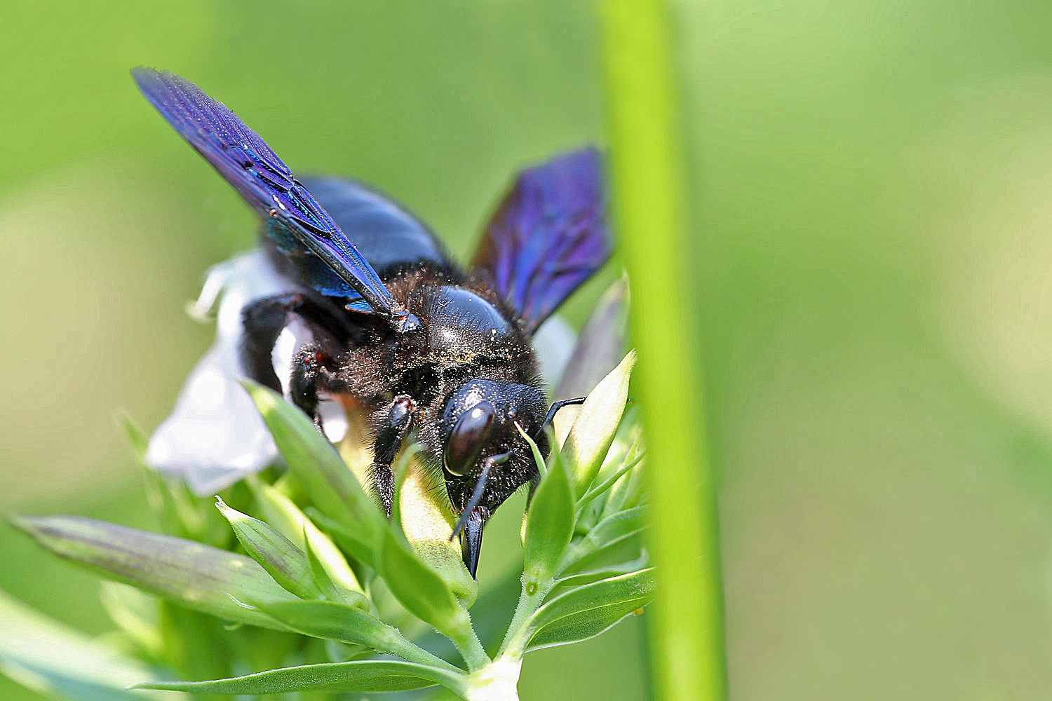 Blaue Holzbiene