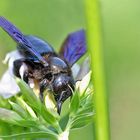 Blaue Holzbiene