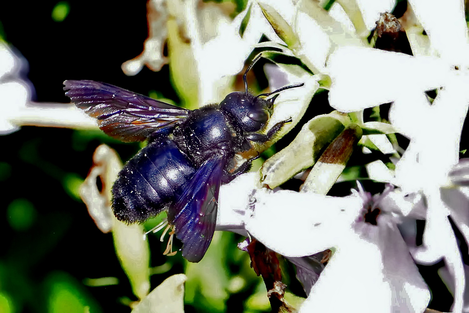 Blaue Holzbiene