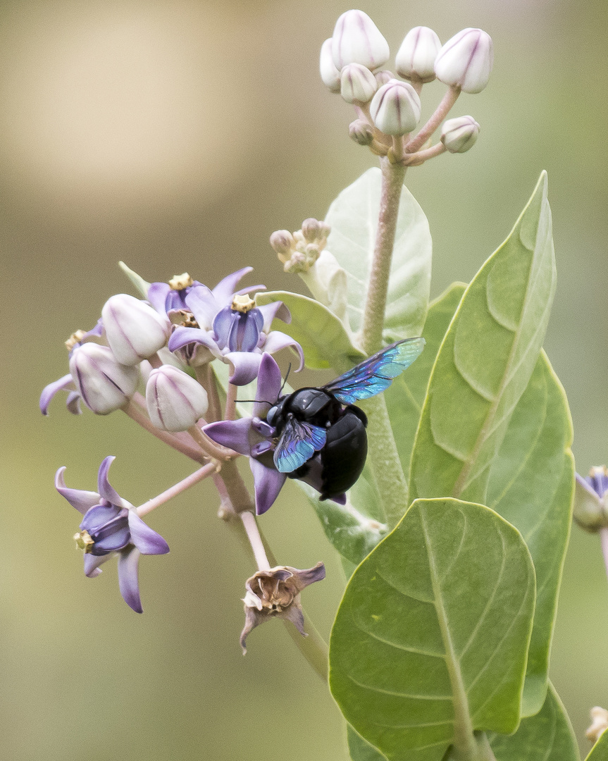 Blaue Holzbiene