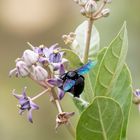 Blaue Holzbiene