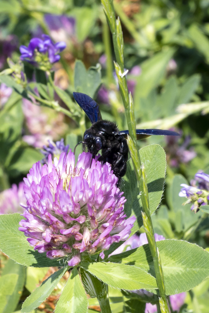 Blaue Holzbiene