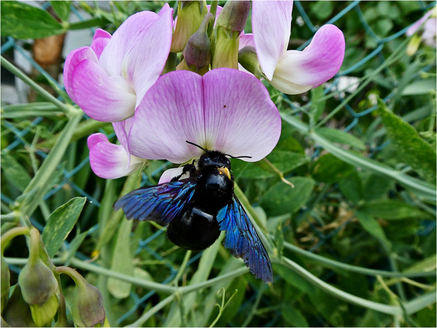 Blaue Holzbiene