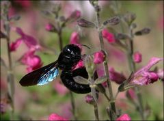 Blaue Holzbiene