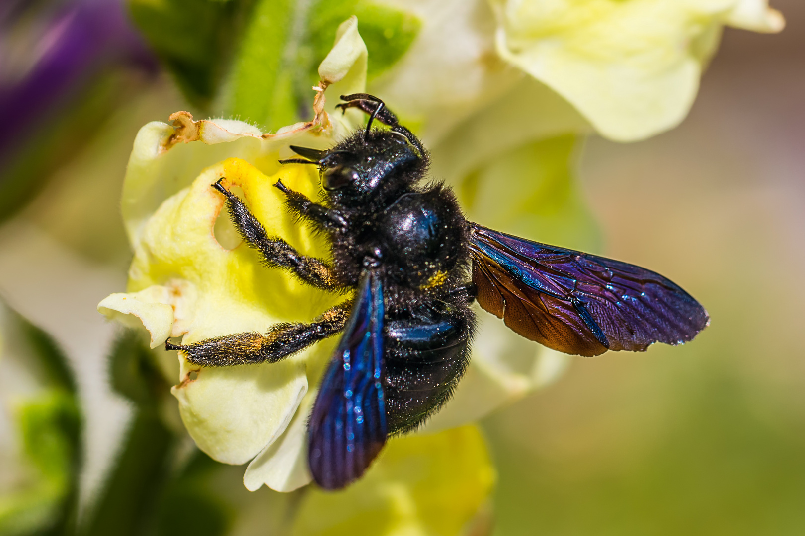 Blaue Holzbiene