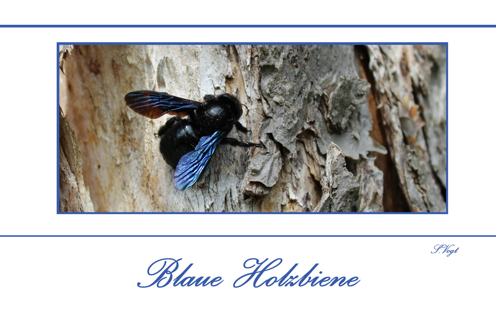 blaue Holzbiene