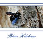 blaue Holzbiene