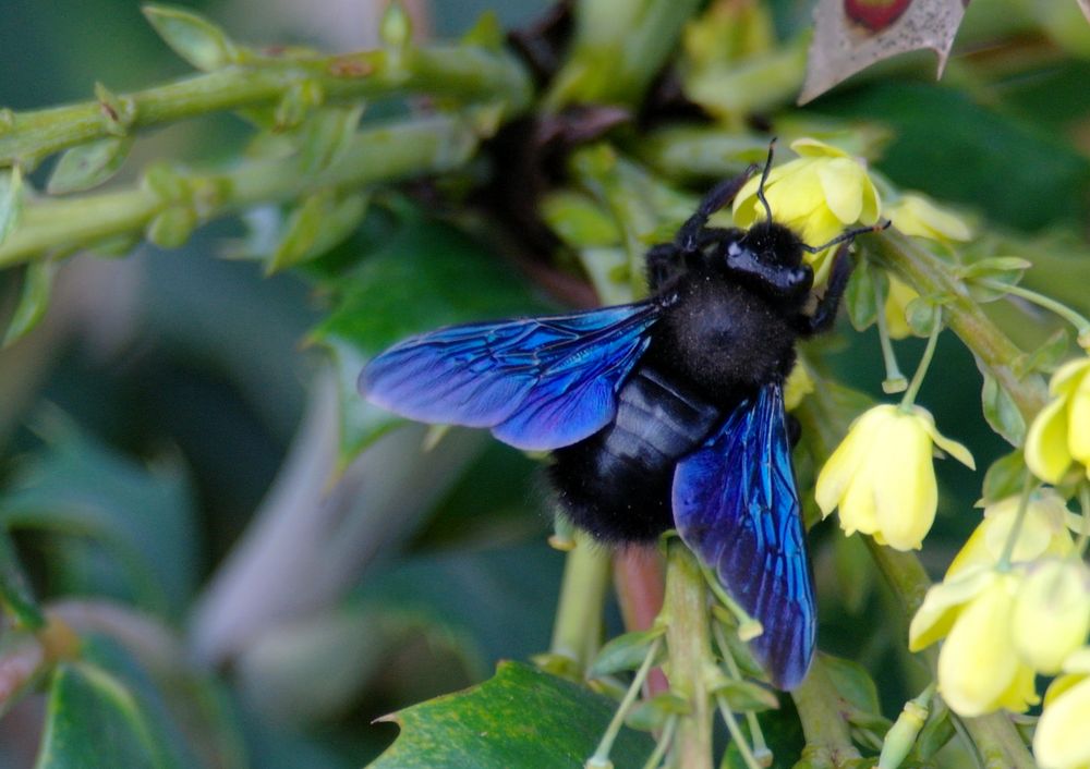 Blaue Holzbiene