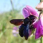 blaue Holzbiene