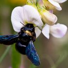 Blaue Holzbiene