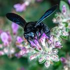 Blaue Holzbiene