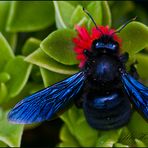 blaue Holzbiene