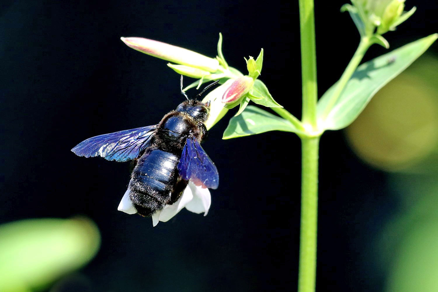 Blaue Holzbiene