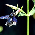 Blaue Holzbiene