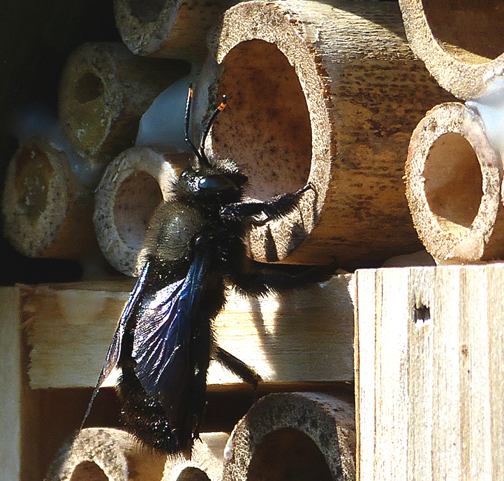 Blaue Holzbiene am Insektenhotel