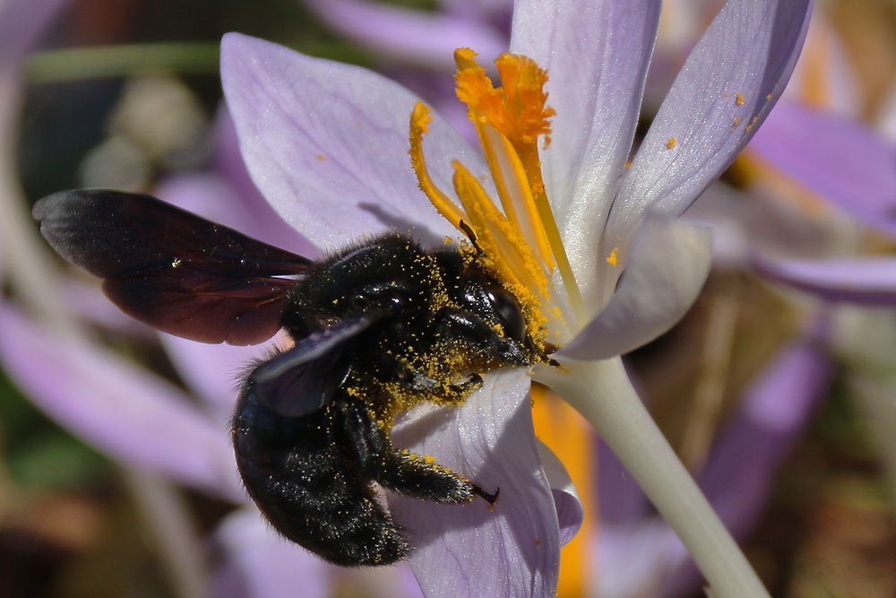 Blaue Holzbiene am Krokus