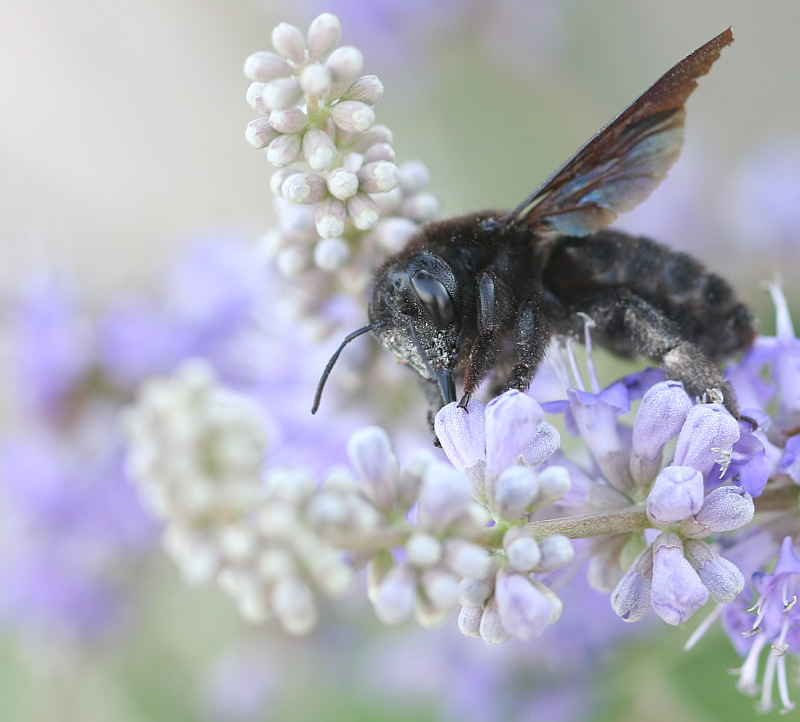 Blaue Holzbiene am Lavendel