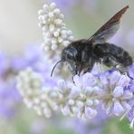 Blaue Holzbiene am Lavendel