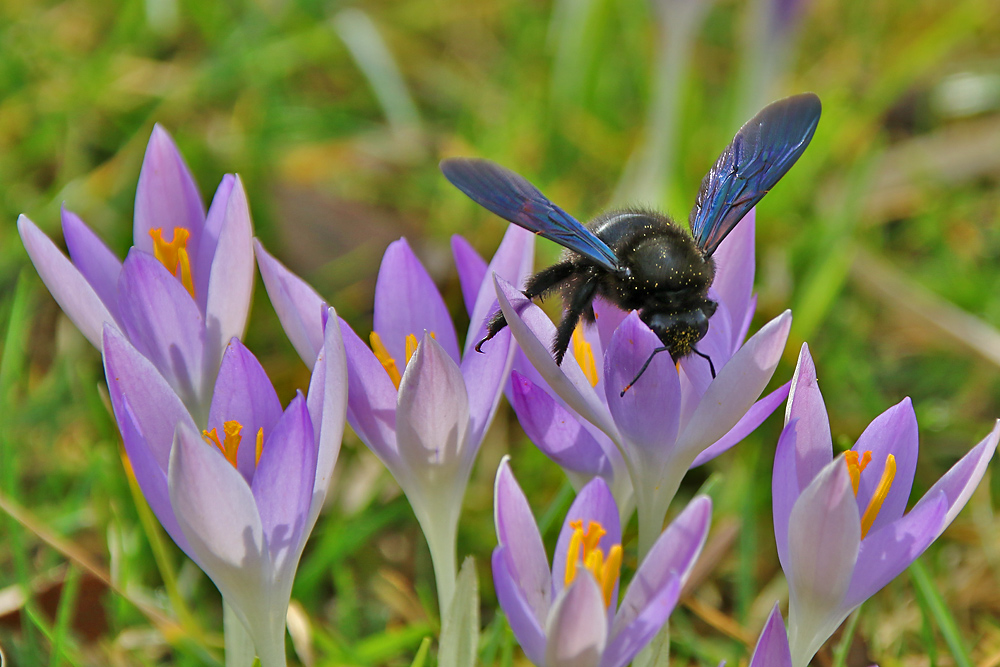 Blaue Holzbiene am lila Krokus