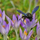 Blaue Holzbiene am lila Krokus