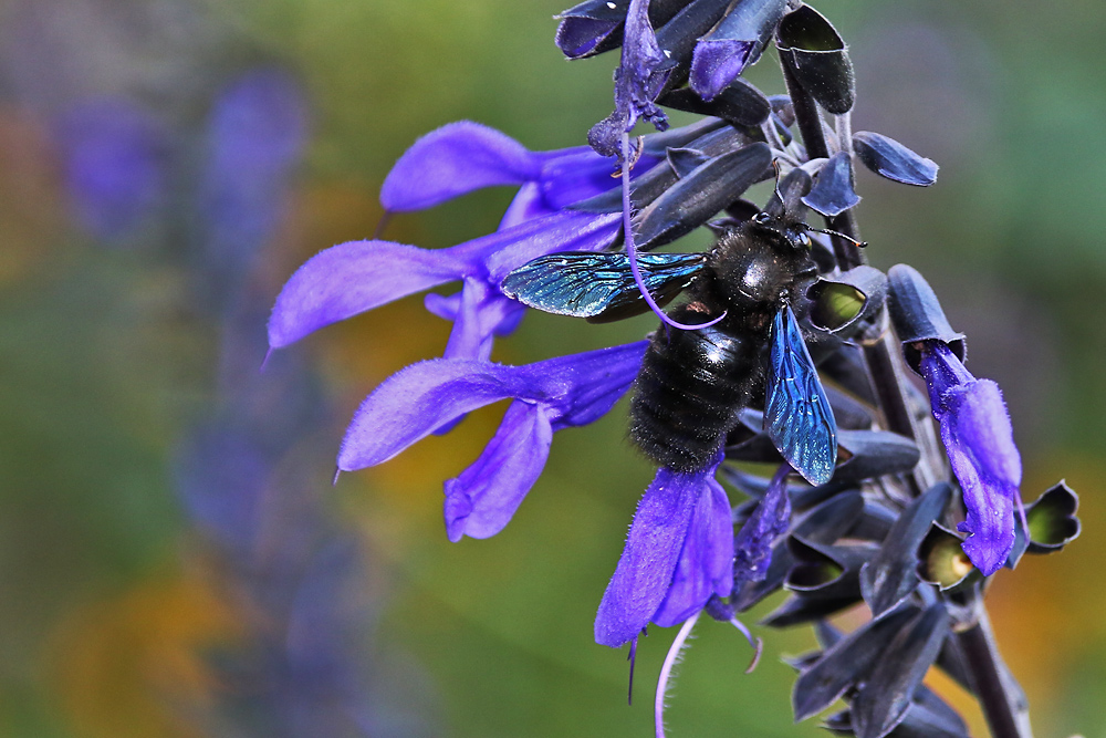 blaue Holzbiene an der Blüte