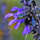 blaue Holzbiene an der Blüte