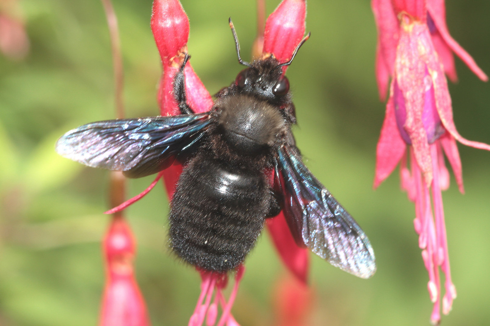 blaue Holzbiene an Fuchsie IMG_1279