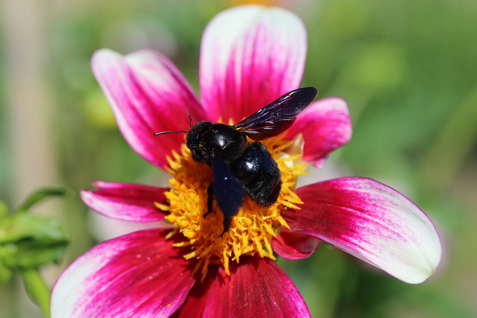 Blaue Holzbiene auf Dahlie