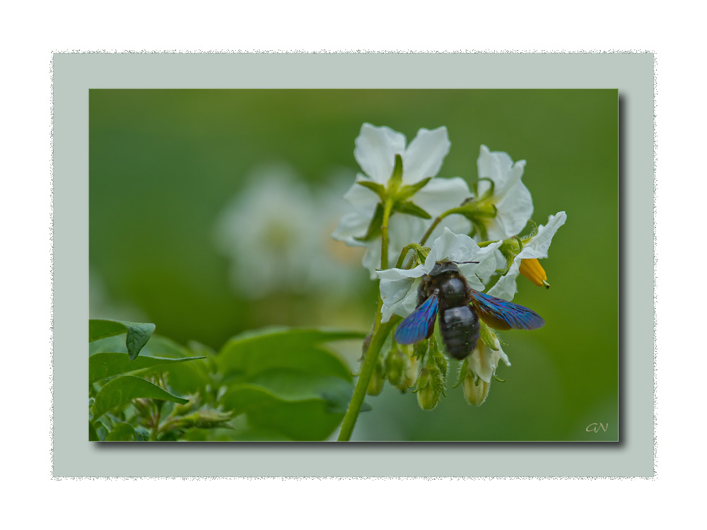 Blaue Holzbiene auf der Kartoffelblüte