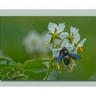 Blaue Holzbiene auf der Kartoffelblüte