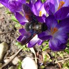 blaue Holzbiene auf fast blauem Krokus