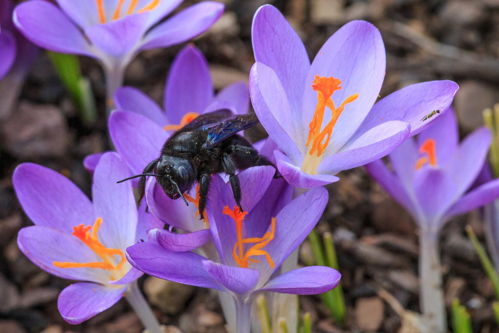 Blaue Holzbiene auf Krokus