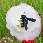 Blaue Holzbiene auf Mohn